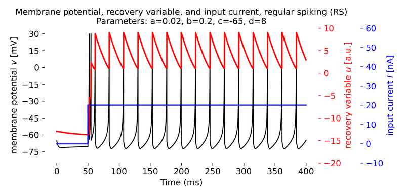 Regular spiking (RS) neuron simulated using the Izhikevich model.